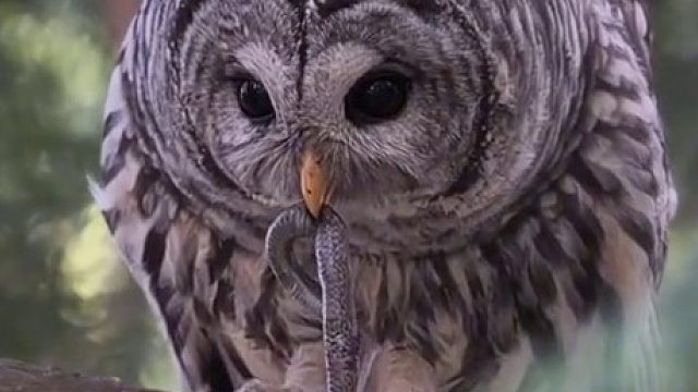 猫头鹰细嚼慢咽吃辣条，圆头圆脑无辜大眼睛看起来萌萌的，其实是个狠角色呀