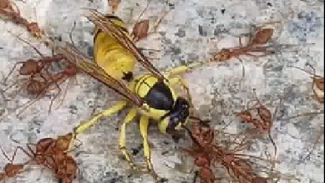 蜜蜂到死也没想到，被几只蚂蚁按在地上折磨