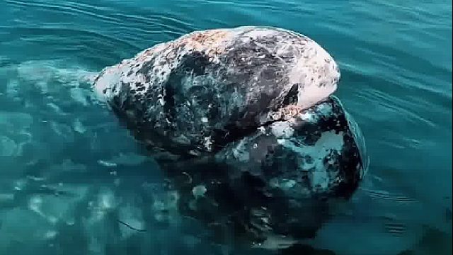 这是看到第一个给鲸鱼清理藤壶的，其他都是摸