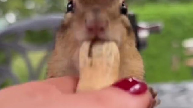 小家伙，一个够不够，再给你一个？