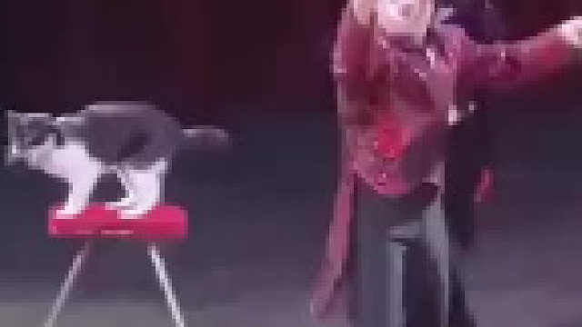 铲屎官：你就不能给个面子，按套路出牌？