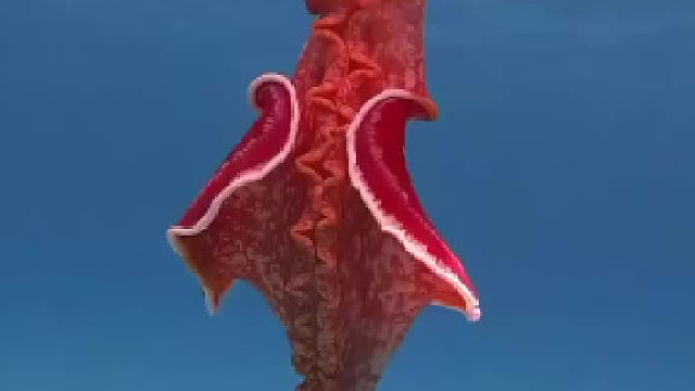 要不仔细看，还以为是泡在水里的一片鲜肉……