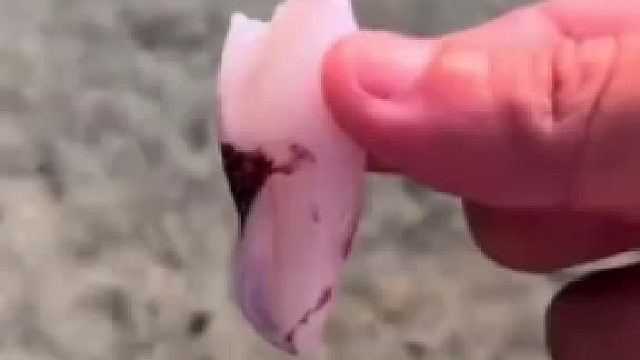 水底隐藏“捕食者”，太可怕了……