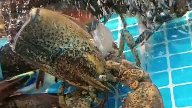 龙虾蜕壳，也是不容易呀