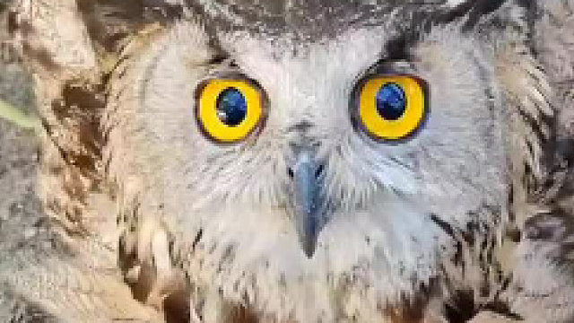 被救治的猫头鹰赖着不走