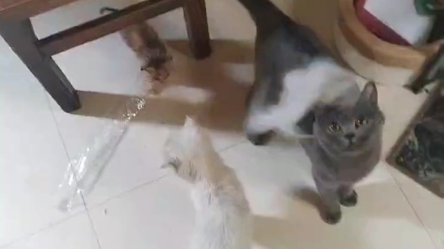小貓之家