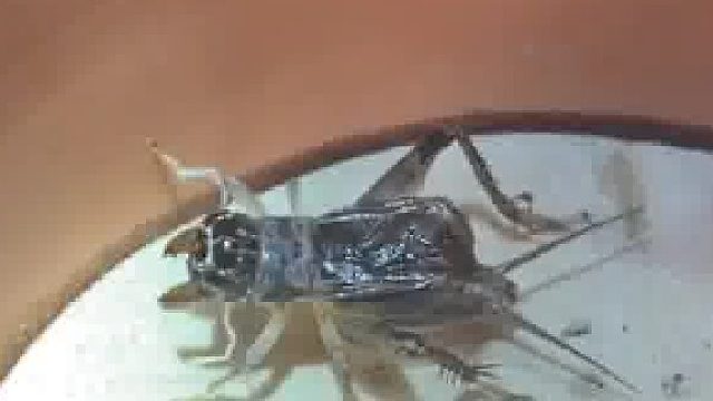 外省客商为了山东蟋蟀有多拼？