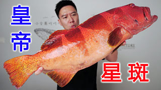 2800一條的皇帝星斑，搞了兩年終于搞到，打邊爐口感炸裂