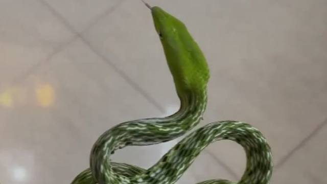 藤蛇全身马赛克