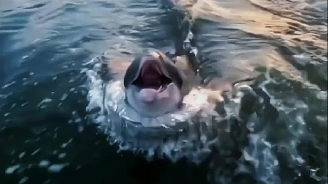 小哥经常来这片海域帮助海洋动物，动物们也很喜欢他，就连鲨鱼也和他贴贴