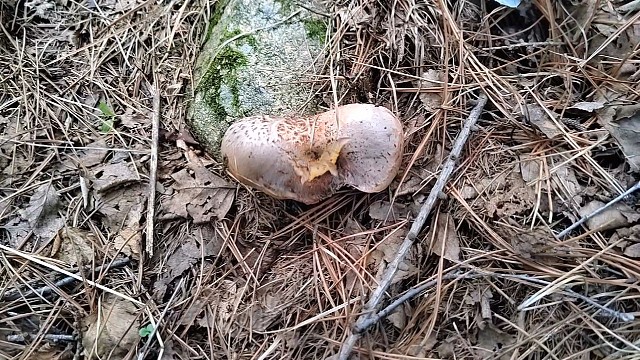 8月28号上山捡蘑菇