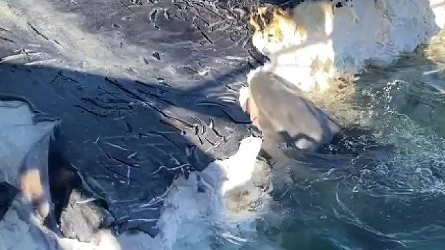 鲨鱼在腐烂的鲸尸体上进食