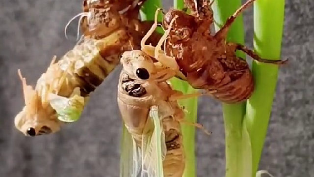 两只金蝉蜕变破茧而出的全过程……