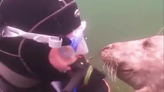 企鹅：？？？？？