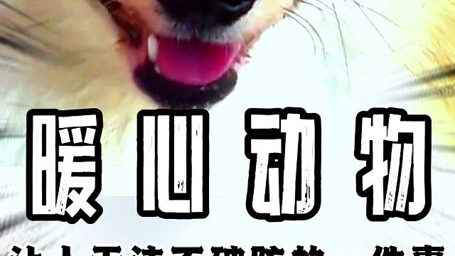 没想到小姐姐家里两只狗狗都是轮回转世的宠物！#狗子#感人