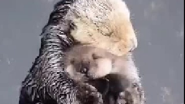 海獭宝宝年幼时毛发太稠密无法下水，海獭妈妈为了不让宝宝沾湿，就把它一直抱在怀里。