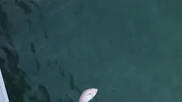 海钓后将最大的鱼放生，结果却…鱼：放葱吧真的！