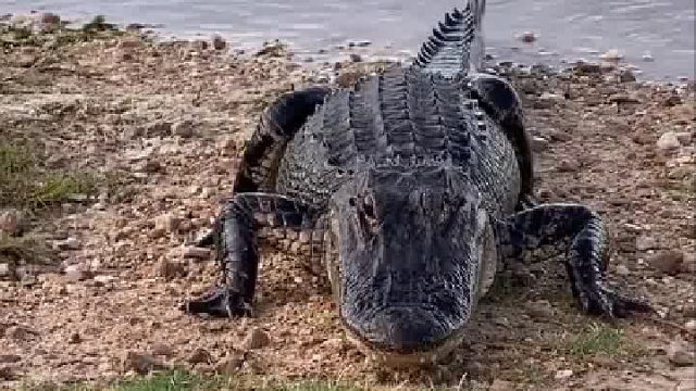 我拿鱼给你吃，你居然想吃我