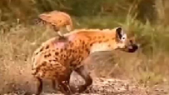 原来鬣狗干不过老鹰啊