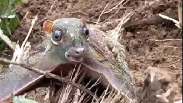 这是什么生物啊