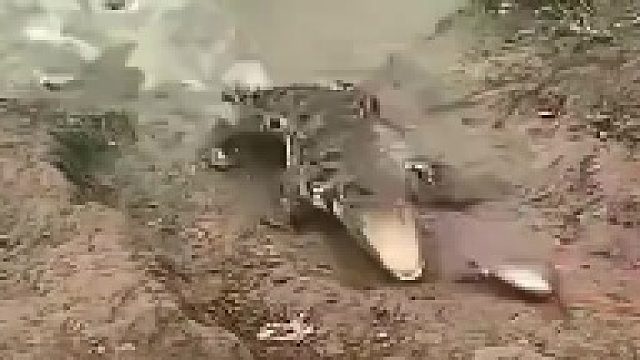 鳄鱼：越想越气，不吃了