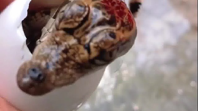 鳄鱼下蛋这么随意的吗？