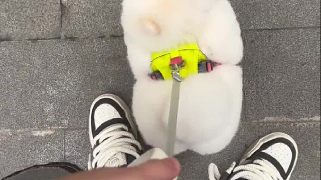 这小子以为自己是飞机呢，还拿尾巴当螺旋桨