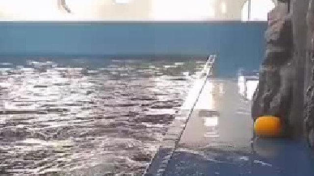可爱的海豚利用水流取回它的玩具，这智商快赶上人了!