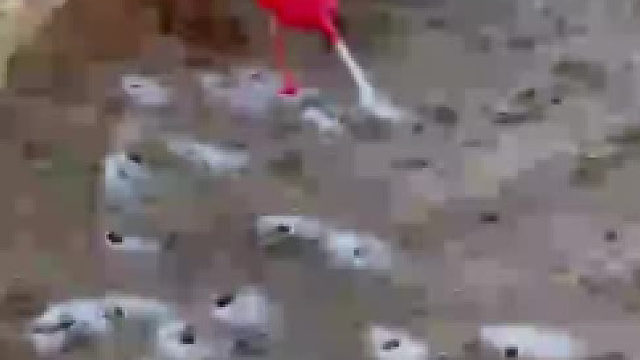 撒盐赶海，大自然的馈赠