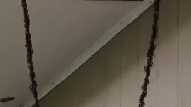 蚂蚁用自己的身体搭建一座活桥入侵蜂巢