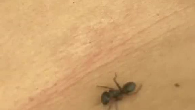 这蚂蚁太厉害了