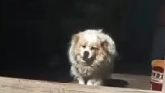 得知主人归来，18岁的狗狗仍然步履艰难的摇着尾巴出来相迎