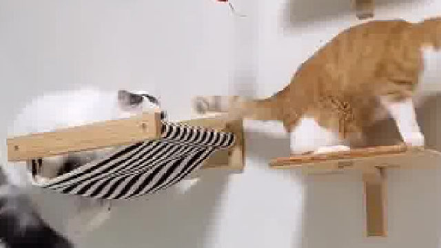 白猫：起开!这是我的床!不准你躺!