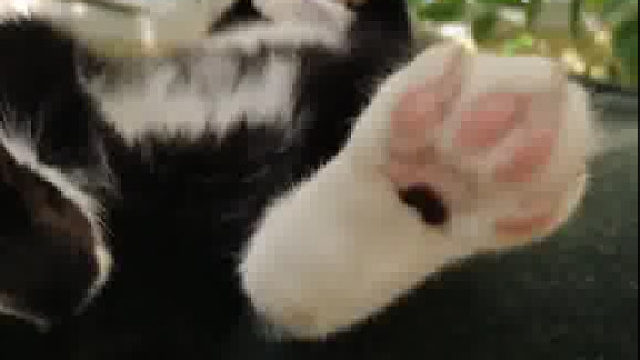 猫咪能有什么烦恼呢