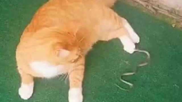 猫咪：我根本没把它放眼里