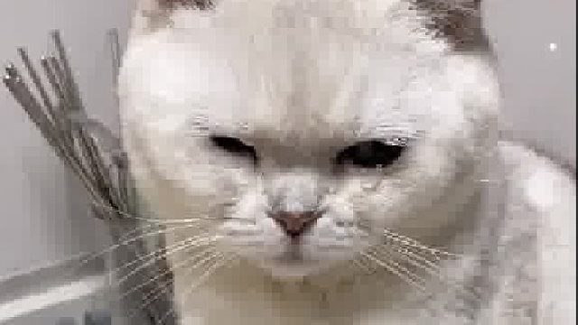 非要跳上来看，服了