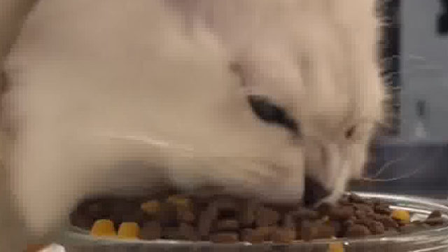 这一口嘴的极限，不是猫的极限