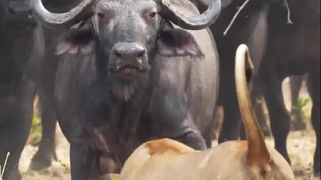 牛群中唯一敢跟狮子叫板的