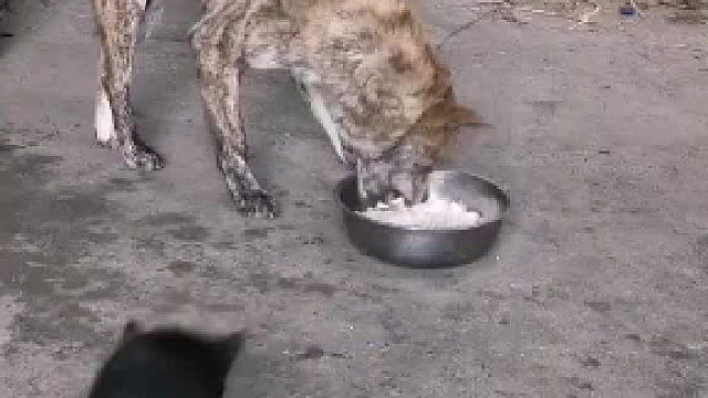 虎斑分的那么清楚，这也太现实了吧