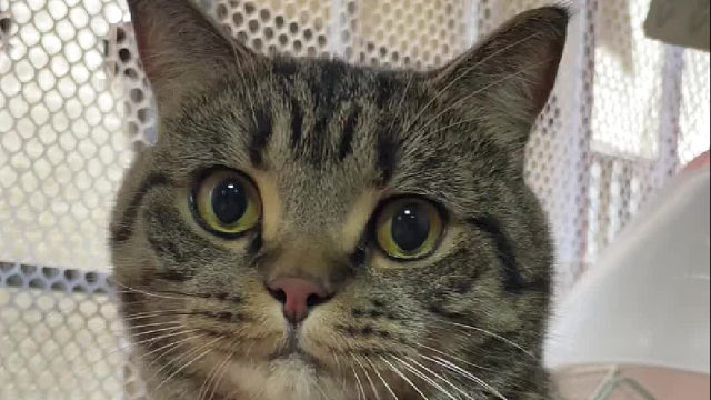 养猫这块推荐大家养狸花猫