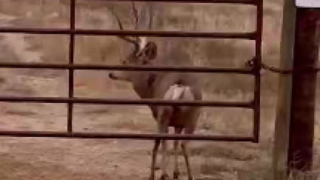 鹿是如何通过栏杆的