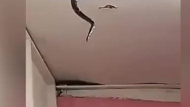 家里居然是蛇窝，太吓人了