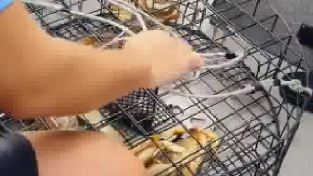 昨天放下的捕蟹笼，看看收获怎样