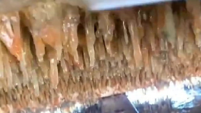 去壳的藤壶好像？藤壶之类吧，不确定！