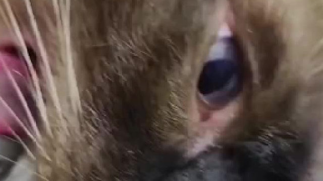 我看着像是卡到猫罐头那种很锋利的东西上面了猫一卡一着急自己一挣扎就刮到了