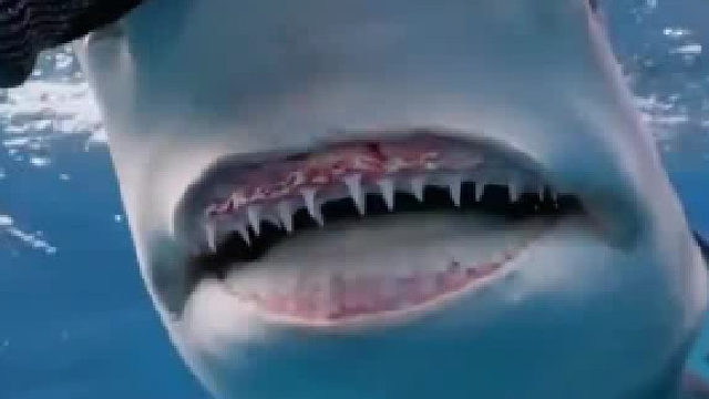 鲨鱼经常被小哥投喂，久了一见小哥就笑，原来鲨鱼也喜欢微笑，笑起来还很好看呢