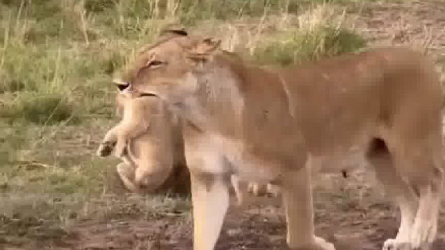 嘴里还叼着最不听话的那只宝宝