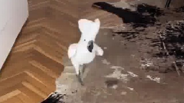 快乐的鹦鹉走路蹦蹦跳跳