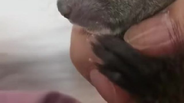 松鼠：做了个饿梦