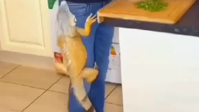 谁说冷血动物没感情，小哥这只宠物蜥蜴比狗还粘人